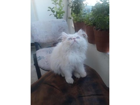 3 aylık dişi persian