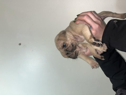 Pug bebeklerim