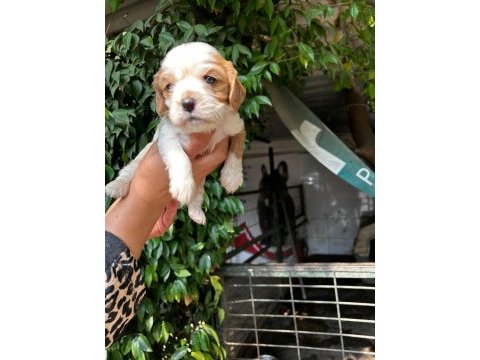 Irk sağlık garantili cavalier king charles bebek köpekleri