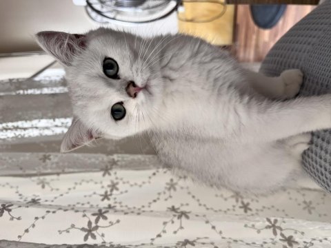 British shorthair silver point erkek yavru