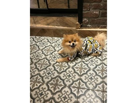 Erkek pomeranian wc eğitimli