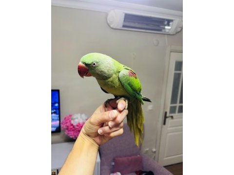 Jumbo boy bilezikli erkek yavru eğitmelik alexander