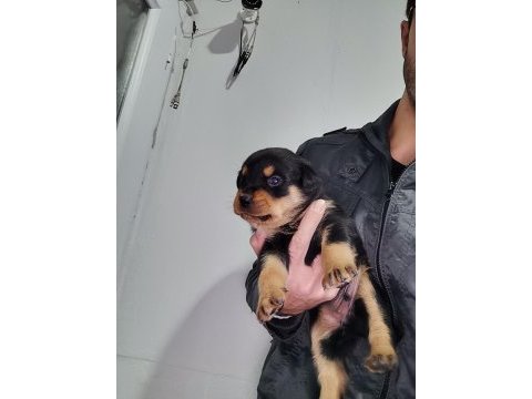 Rottweiler yavruları