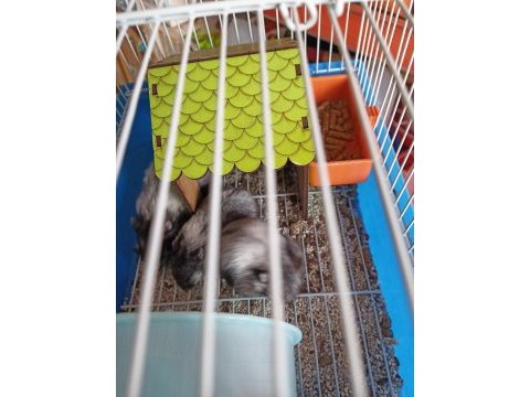 Gonzales hamster yavruları