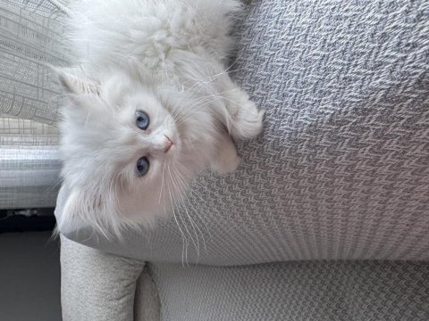 British longhair 2 aylık dişi
