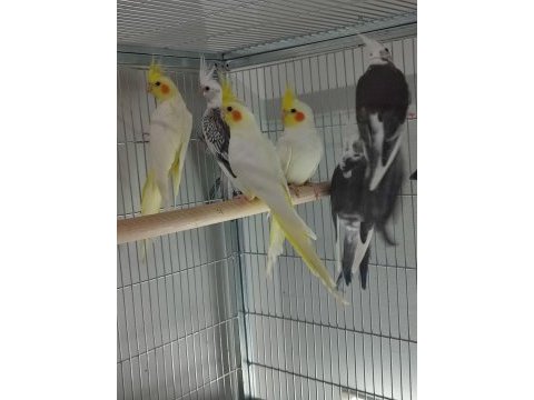 Yem kırmaya yeni başlayan sultan papağanı yavrularımız