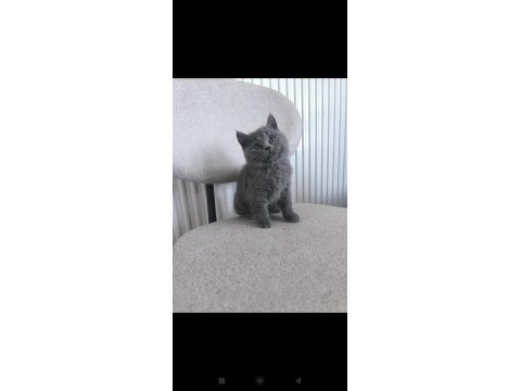 British shorthair erkek yavru