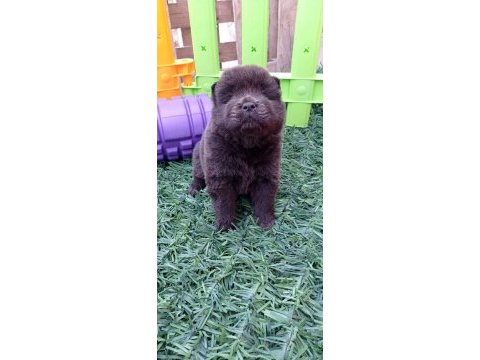 Mükemmel krem ve siyah chow chow yavrular