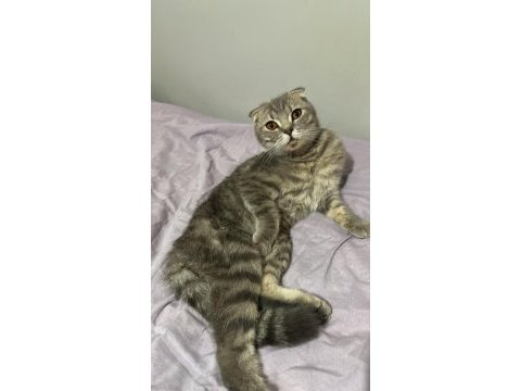 Scottish fold 7 aylık dişi