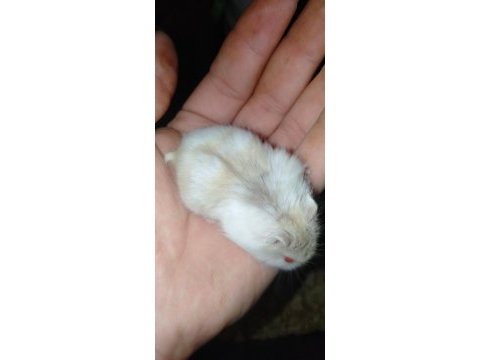 Özel sarı beyaz parçalı renk gonzales hamster