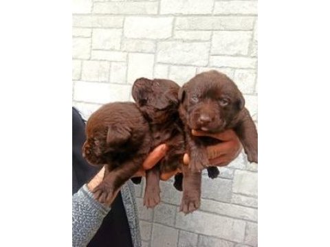 2 aylık cane corso yavrularımız