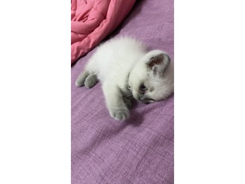 Son kalan oyuncu kedim sahiplendirilecek