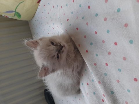 2 aylık british shorthair