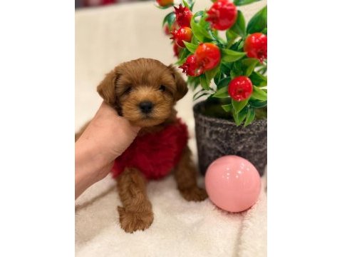 Tatlı maltipoo köpekler