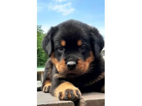 Macar rottweiler 2 aylık