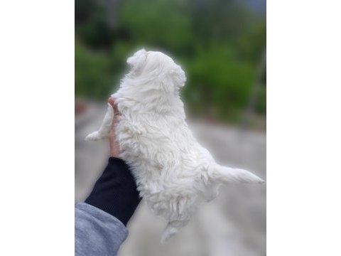 0 numara maltese terrier yavrumuz