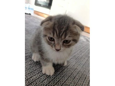 Yavru kedi