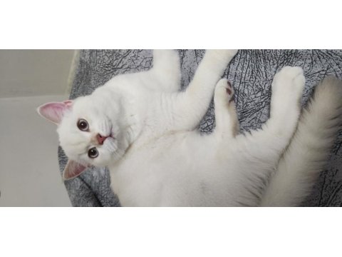 10 aylık british shorthair erkek
