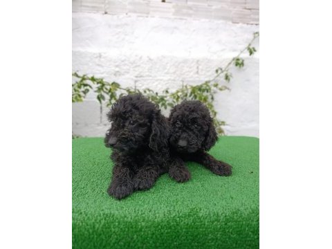 Siyah poodle yavrularımız