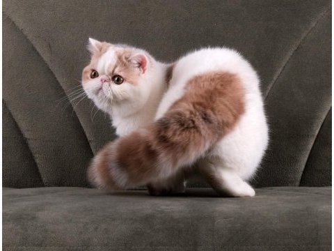 Cfa şecereli soft calico kedimiz