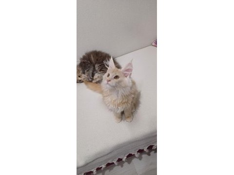 Şampiyonların torunu anne baba şecereli maine coon