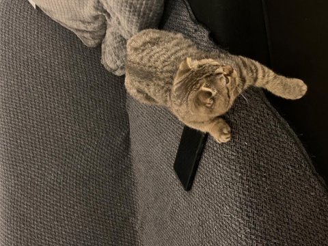 5 aylık erkek british shorthair