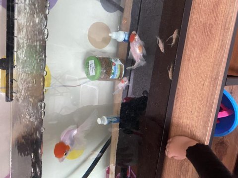 Oranda japon balığı