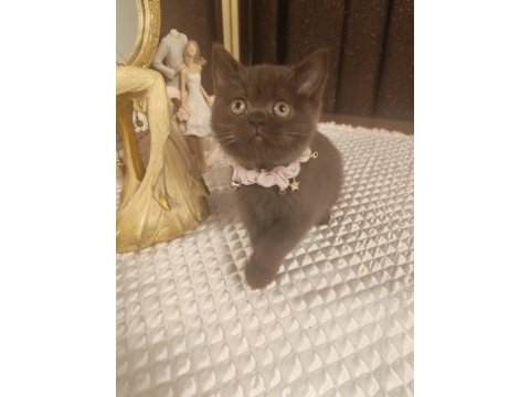 Çikolata british shorthair