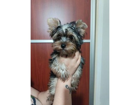 Yorkshire terrier erkek yavrumuz