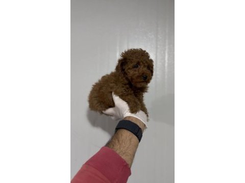 Kore poodle kuyruksuz erkek üst kalite arayana