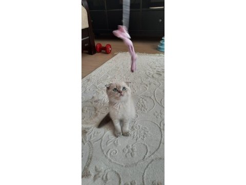 Scottish fold yavru kedimiz sahiplendirme