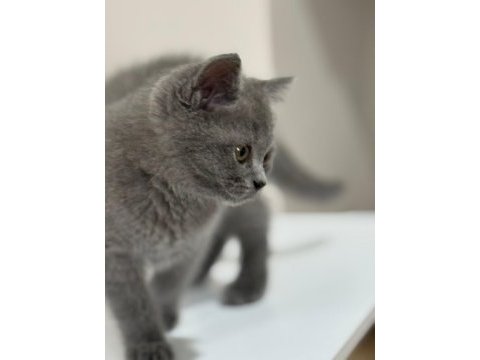 2 aylık yavru british shorthair