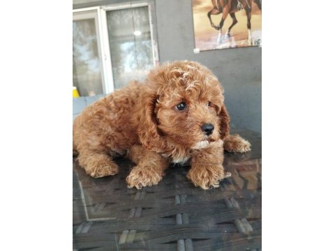 Maltipoo bebek yüzlü yavrularımız