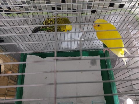 Çift sağlıklı muhabbet kuşu