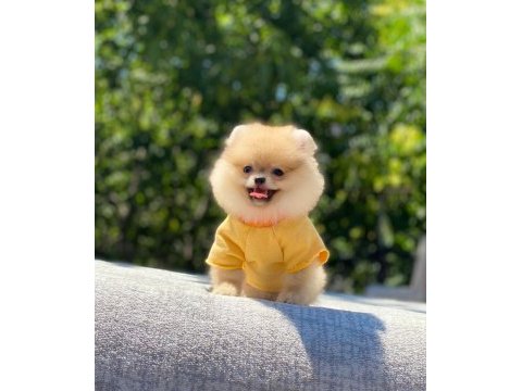 Pomeranian boo safkan ayı surat bebeklerim