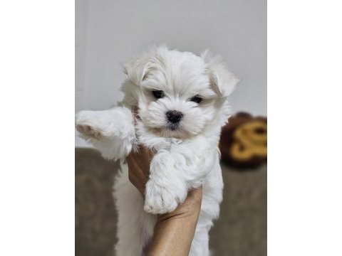 Teacup korekan maltese yavrularımız