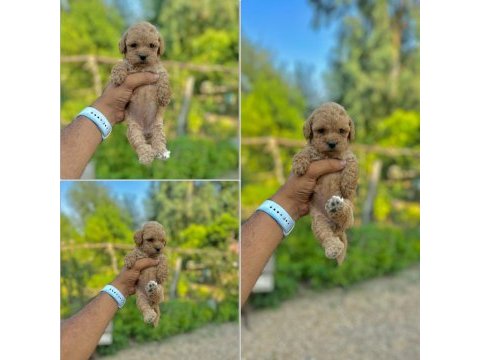 Google görsellerde bile olmayan maltipoo