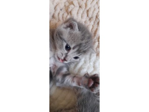Scottish fold