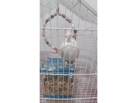 Konuşan evcil sultan papağanı