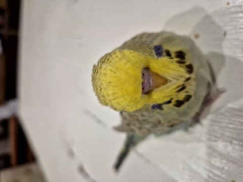 Ev ortamında bakılan şov jumbo ve yavru muhabbet kuşlar