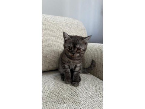 2 aylık british shorthair yavru kediler
