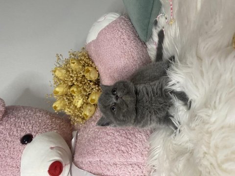 2 aylık oyuncu ayı surat british longhair yavrular