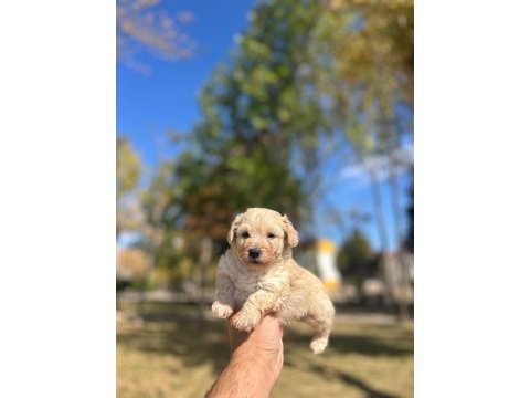 54 günlük dişi poodle