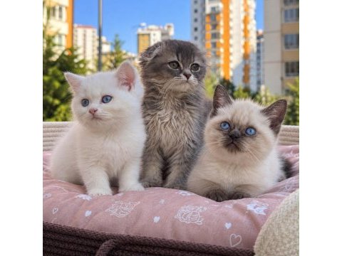 British blue point longhair bebekler