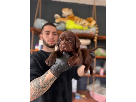 Burkemden a kan labrador yavrularımız