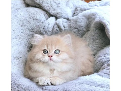 Show kalite safkan british longhair shorthair