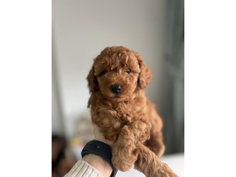 Orjinal poodle yavrular