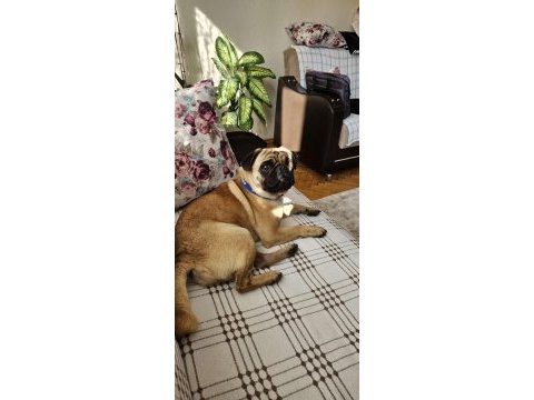 2 yaşında yetişkin pug