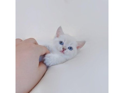 British shorthair yavruları