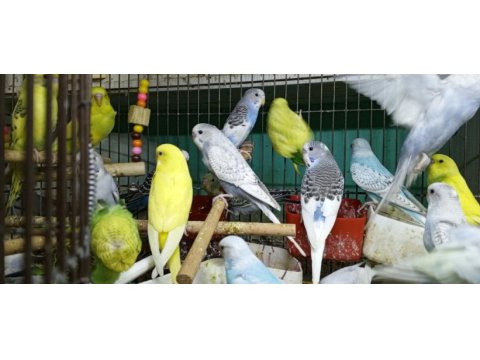 Her renk yavru muhabbet kuşlar